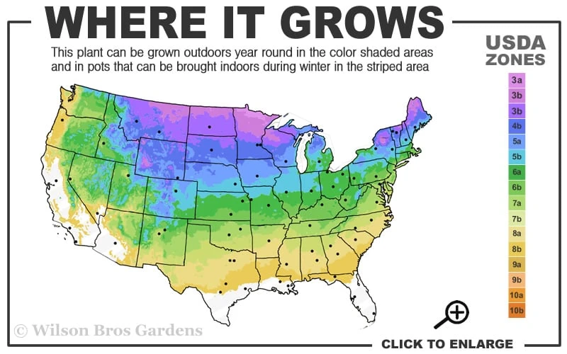 Nannyberry Viburnum - 3 Pack Of 1.5 Quart Pots - Image 3