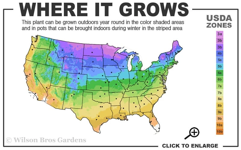 Bobo Hydrangea - 3 Gallon Pot - Image 3