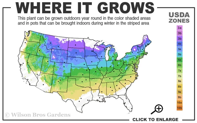 True Dwarf Hinoki Cypress (Chameacyparis Obtusa 'Nana') - 2 Gallon Pot - Image 3
