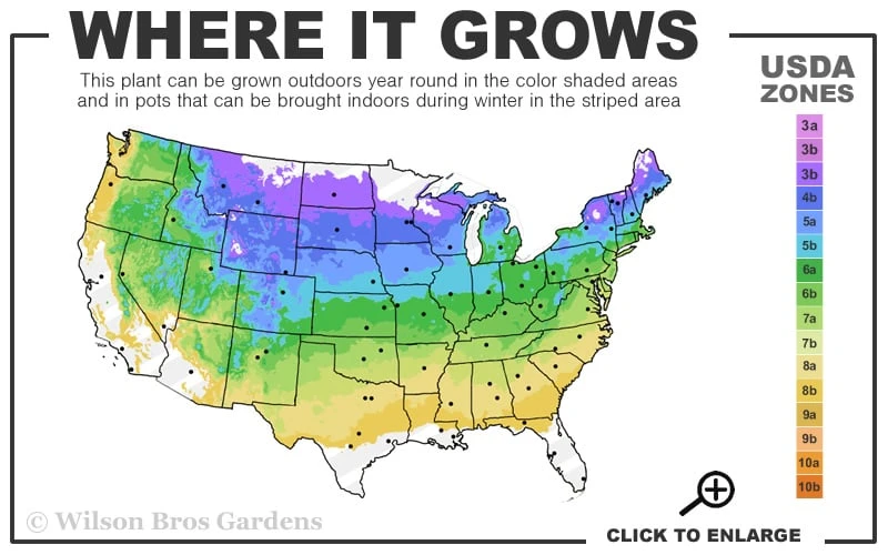 Vanilla Strawberry Hydrangea - 1 Gallon Pot - Image 3