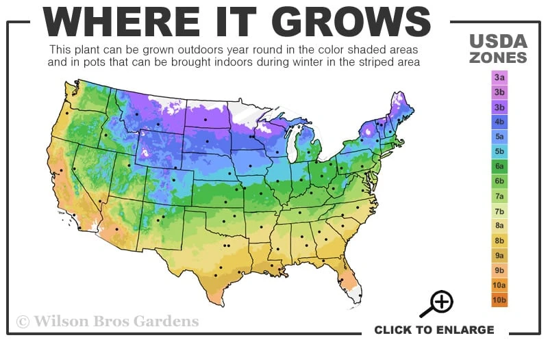 Sea Green Juniper Pom Pom Topiary - 3 Gallon Pot - Image 3