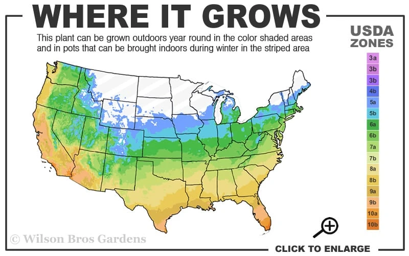 Gold Ingot Liriope (Golden Lilyturf) - 1 Gallon Pot - Image 3