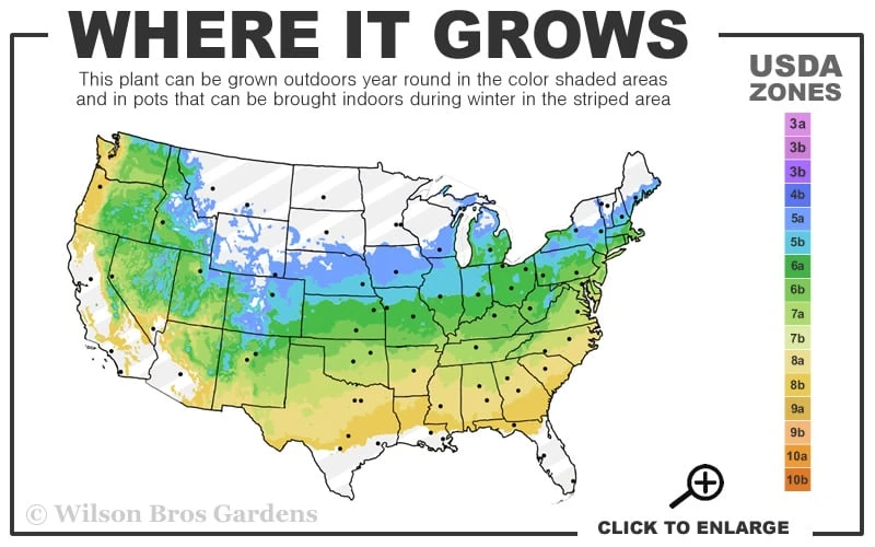 Lucy Rose Of Sharon (Single Trunk Tree) - 7 Gallon Pot (4-5') - Image 3