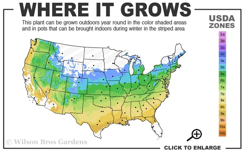 Bloodgood Red Leaf Japanese Maple - 7 Gallon Pot (4-5') - Image 3