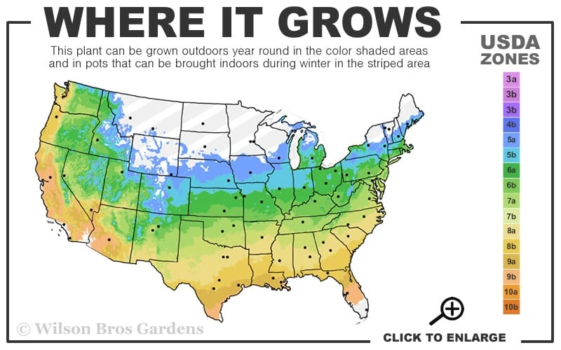 Powis Castle Artemisia - 1 Gallon Pot - Image 3