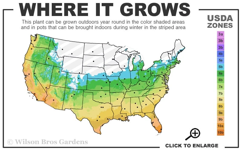 Brackens Brown Beauty Magnolia - 7 Gallon Pot (4-5') - Image 3