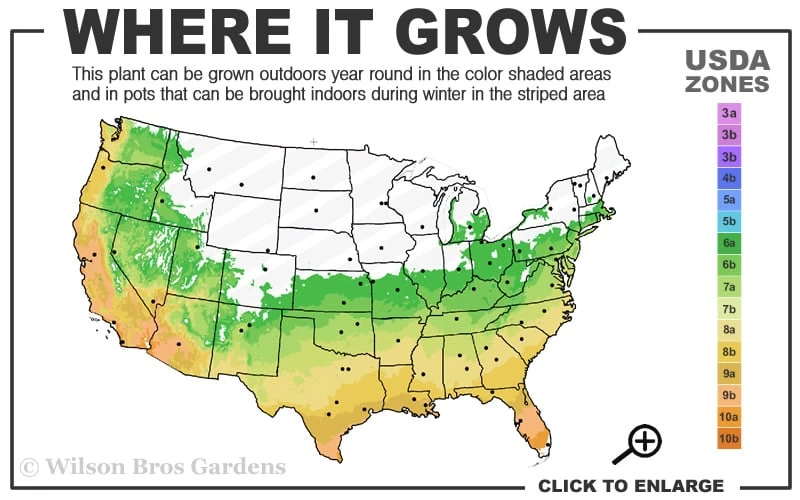 Winter's Snowman Camellia Hybrid - 7 Gallon Pot (2-3') - Image 3