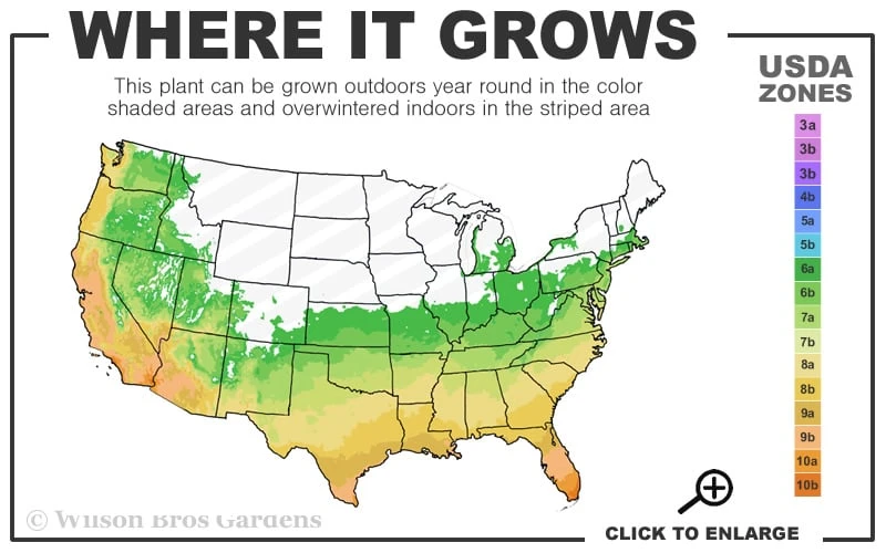 White Cloud Muhly Grass - 1 Gallon Pot - Image 3