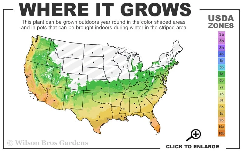 Foxtail Rosemary Plant - 1 Gallon Pot - Image 3
