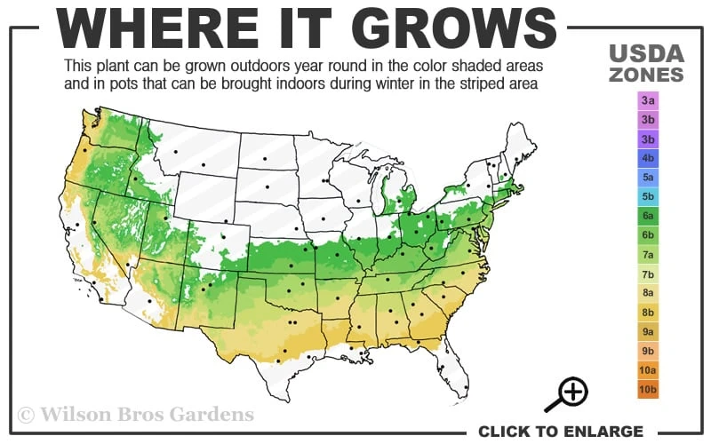Schip Laurel (Prunus Laurocersasus 'Schipkaensis') - 6 Pack Of 1 Gallon Pots - Image 3
