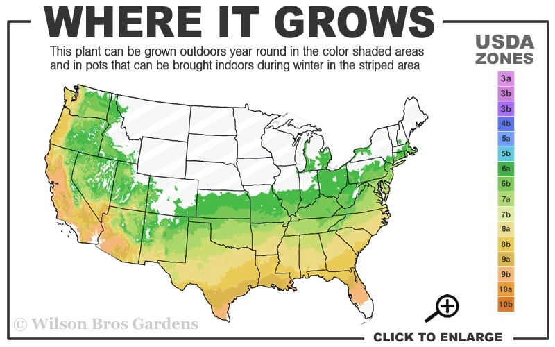 Sioux Pink Crape Myrtle Tree (Single Trunk) - 5 Gallon Pot - Image 3