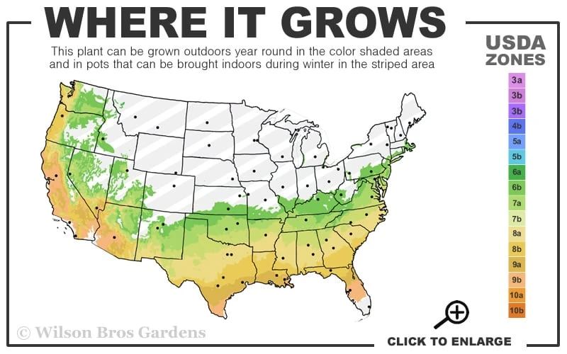 Purple Cow Crape Myrtle - 2 Gallon Pot - Image 3