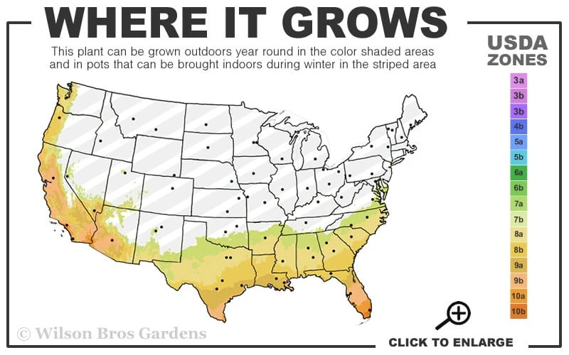 Feelin Blue Deodar Cedar (Single Trunk Tree Form) - 3 Gallon Pot - Image 3