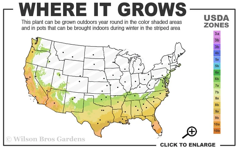 Tuskegee Crape Myrtle - 6 Pack Of 1 Gallon Pots - Image 3