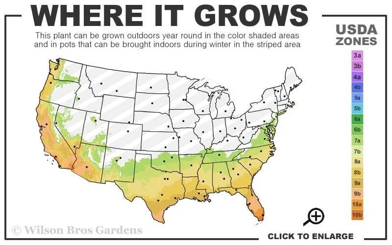 Robert Young Golden Bamboo - Phyllostachys Viridis 'Robert Young' - 3 Gallon Pot (2-4') - Image 3