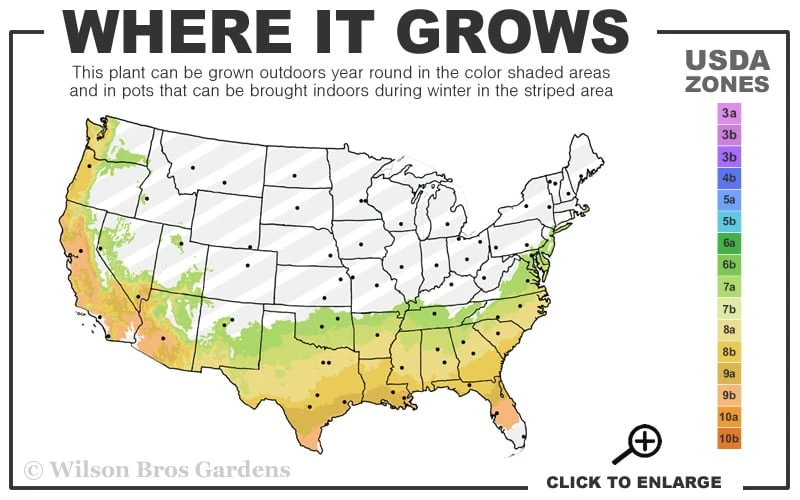 Robust Bamboo - Fargesia Robusta - 1 Gallon Pot - Image 3
