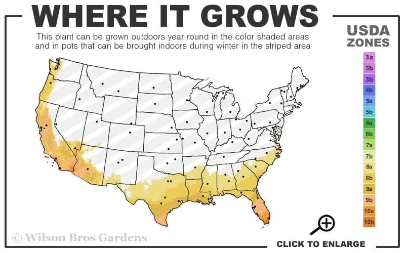 Tiny Tank Dwarf Cast Iron Plant - 3 Gallon Pot - Image 3