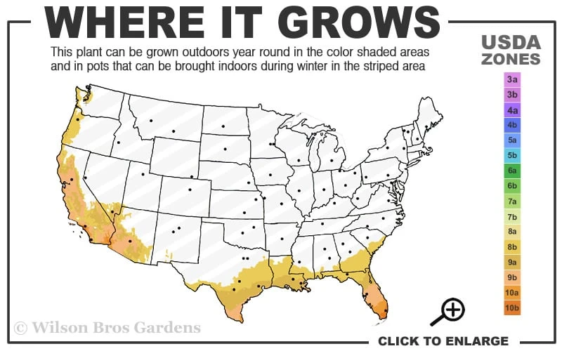 Seabreeze Bamboo - Bambusa Malingensis - 3 Gallon Pot - Image 3