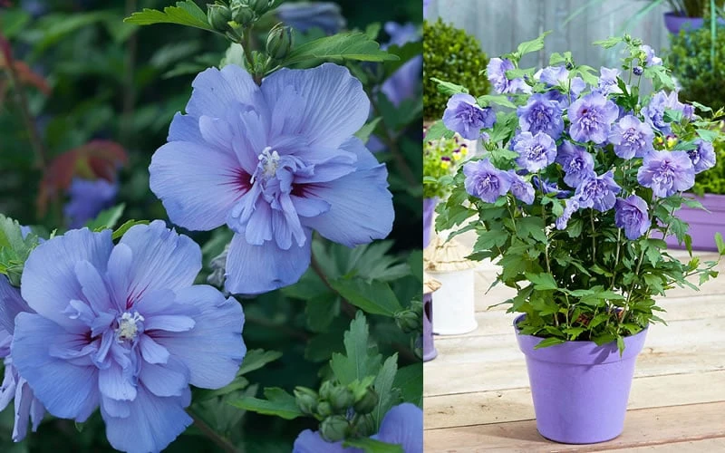 Blue Chiffon Rose Of Sharon - 2 Gallon Pot - Image 7