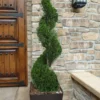 Emerald Green Arborvitae Spiral Topiary - 7 Gallon Pot