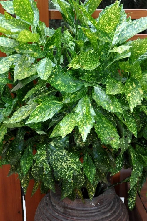 Gold Dust Aucuba (Japanese Laurel) - 1 Gallon Pot - Image 5