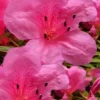 Chinzan Dwarf Azalea - 1 Gallon Pot