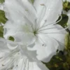 Delaware Valley White Azalea - 6 Pack Of 1 Gallon Pots