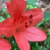 Flame Creeper Dwarf Spreading Azalea - 6 Pack Of 1 Gallon Pots