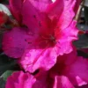 Red Formosa Azalea - 1 Gallon Pot