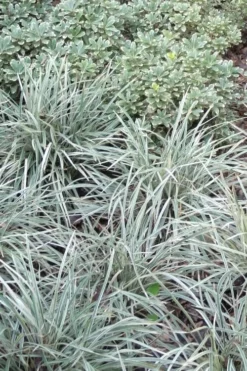 Aztec Grass (Liriope Muscari) - 10 Pack Of Pint Pots