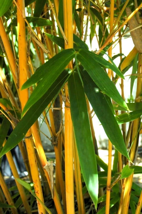Alphonse Karr Golden Bamboo (Bambusa Multiplex) - 2 Gallon Pot - Image 4