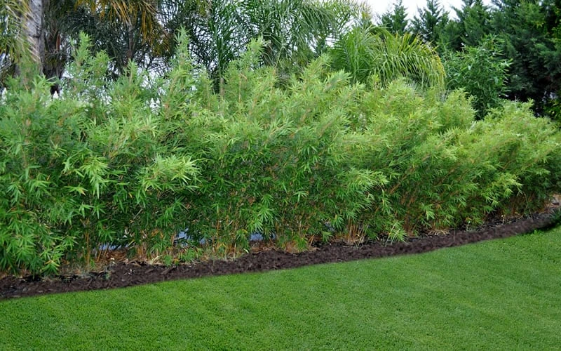 Alphonse Karr Golden Bamboo (Bambusa Multiplex) - 2 Gallon Pot - Image 5