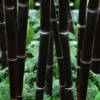 Black Bamboo - Phyllostachys Nigra - 3 Gallon Pot (Single Cane: 2-4')