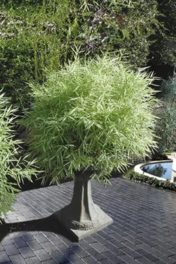 Dwarf White Stripe Bamboo - Pleioblastus Fortunei - 1 Gallon Pot
