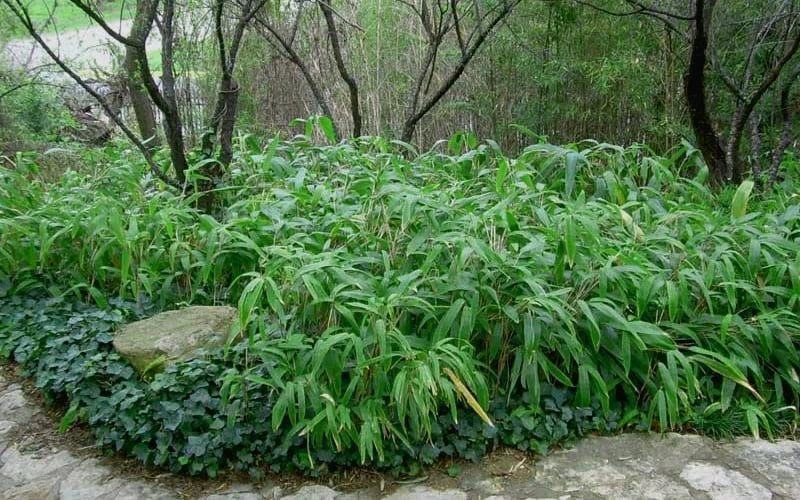 Giant Leaf Bamboo - Indocalamus Tessellatus - 3 Gallon Pot - Image 6