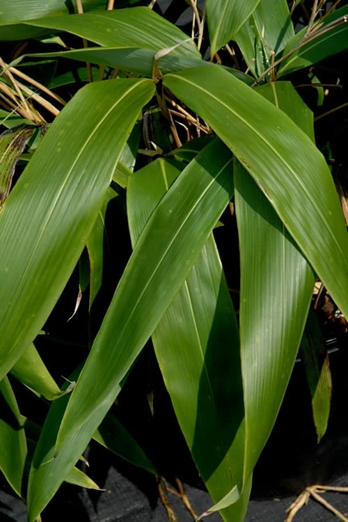 Giant Leaf Bamboo - Indocalamus Tessellatus - 3 Gallon Pot - Image 4