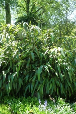 Giant Leaf Bamboo - Indocalamus Tessellatus - 3 Gallon Pot