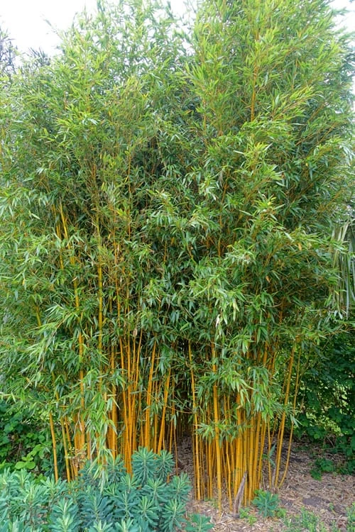 Gold Vivax Giant Timber Bamboo (Green Stripe Bamboo) - Phyllostachys Vivax 'Aureocaulis' - 3 Gallon Pot (4-6') - Image 6