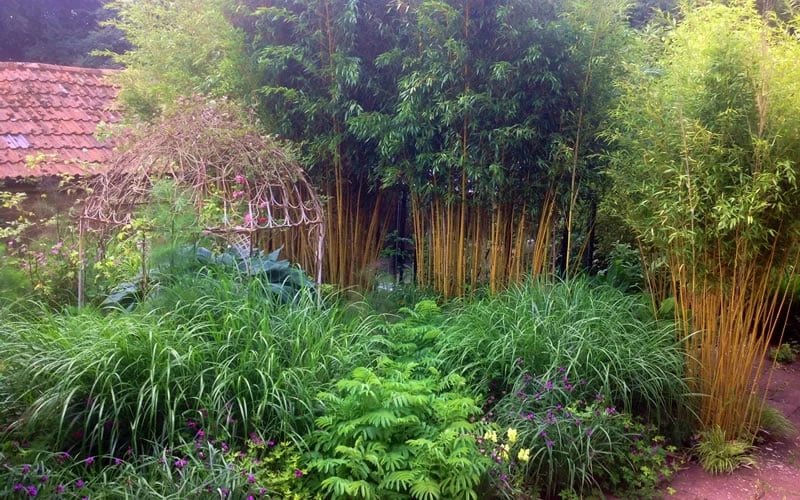 Gold Vivax Giant Timber Bamboo (Green Stripe Bamboo) - Phyllostachys Vivax 'Aureocaulis' - 3 Gallon Pot (4-6') - Image 5