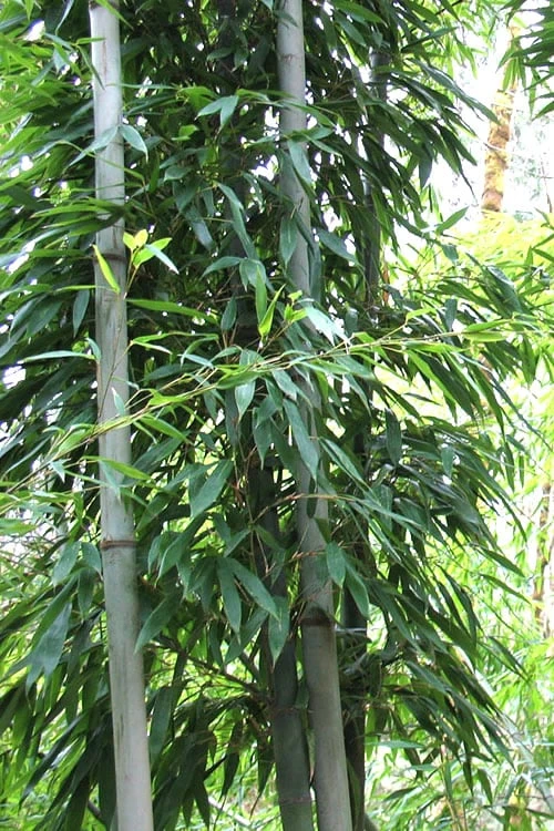 Henon Giant Gray Bamboo - Phyllostachys Nigra 'Henon' - 3 Gallon Pot (4-6') - Image 5