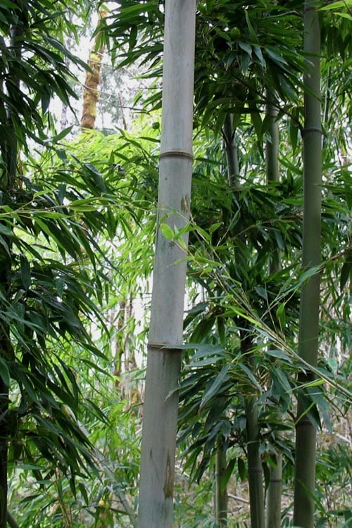 Henon Giant Gray Bamboo - Phyllostachys Nigra 'Henon' - 3 Gallon Pot (4-6') - Image 7