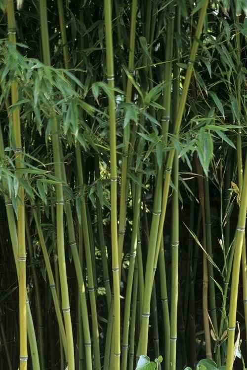 Humilis Hedge Bamboo - Phyllostachys Humilis - 3 Gallon Pot - Image 8