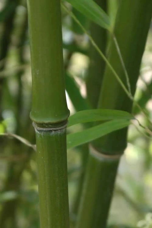 Humilis Hedge Bamboo - Phyllostachys Humilis - 3 Gallon Pot - Image 6