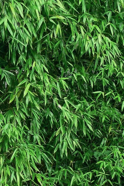 Humilis Hedge Bamboo - Phyllostachys Humilis - 3 Gallon Pot - Image 7