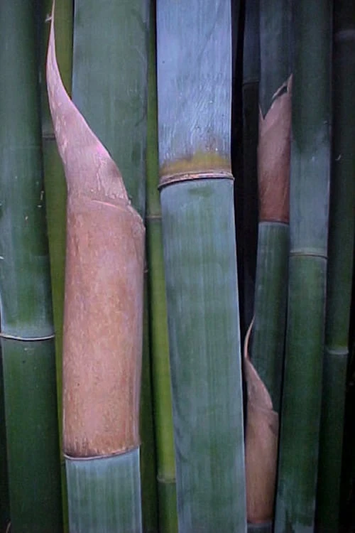 Giant Weavers Royal Bamboo (Wong Chuk) - Bambusa Textilis 'Kanapaha' - 3 Gallon Pot - Image 5