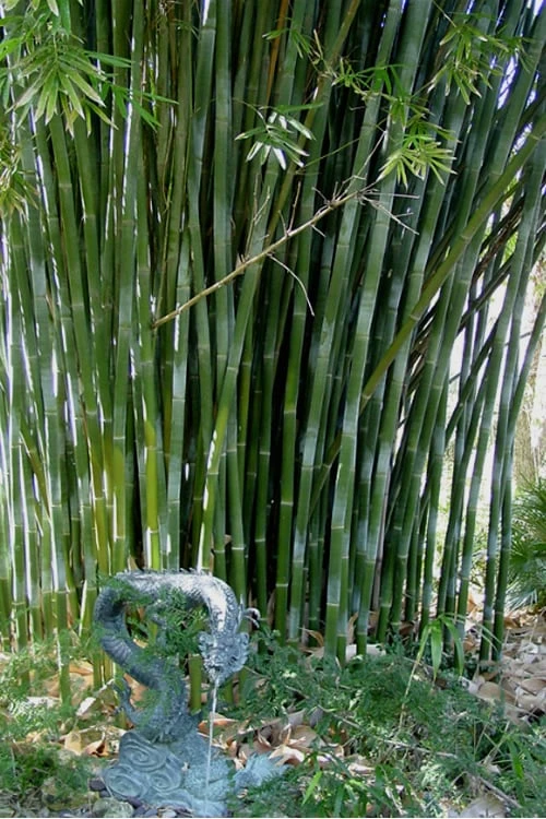 Giant Weavers Royal Bamboo (Wong Chuk) - Bambusa Textilis 'Kanapaha' - 3 Gallon Pot - Image 4