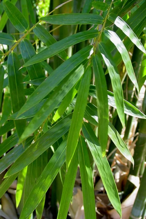 Giant Weavers Royal Bamboo (Wong Chuk) - Bambusa Textilis 'Kanapaha' - 3 Gallon Pot - Image 6