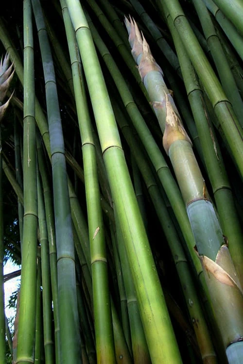 Giant Weavers Royal Bamboo (Wong Chuk) - Bambusa Textilis 'Kanapaha' - 3 Gallon Pot - Image 8