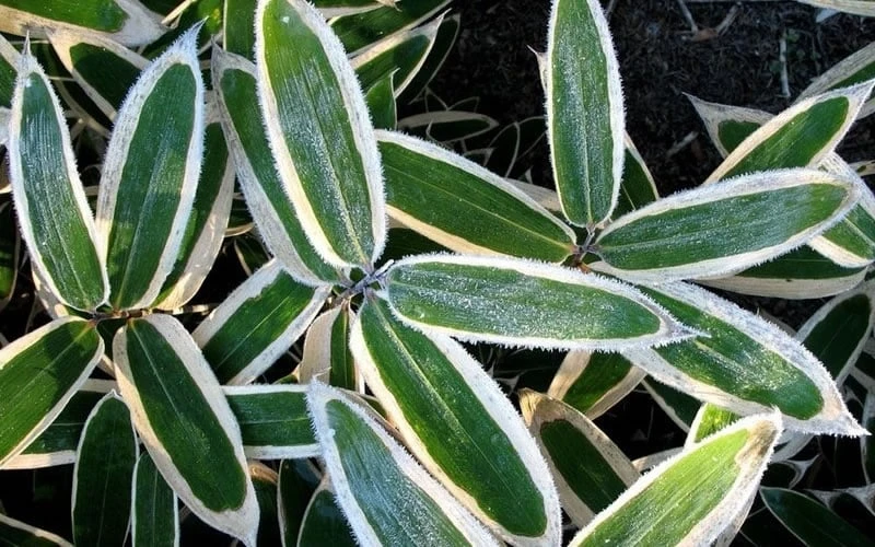 Kuma Zasa Dwarf Bamboo - Sasa Veitchii 'Kuma-Zasa' - 1 Gallon Pot - Image 5