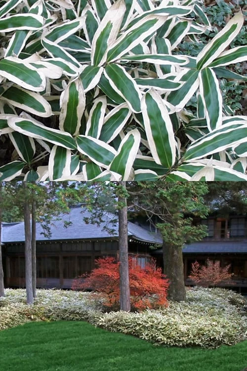 Kuma Zasa Dwarf Bamboo - Sasa Veitchii 'Kuma-Zasa' - 1 Gallon Pot - Image 4